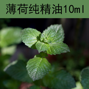 欧薄荷精油10ml单方精油新疆伊犁纯精油