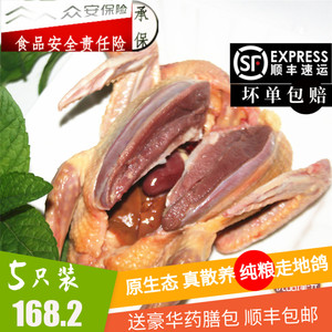 新鲜土鸽子5只 农家散养鲜鸽子肉活体现杀烤乳鸽生鲜炖汤顺丰包邮