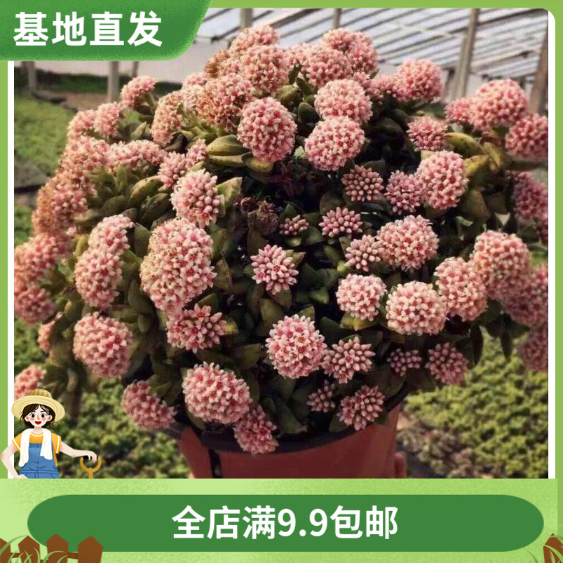神童又叫新娘手捧花卉绿植稀有多肉植物盆景室内小盆栽多肉肉