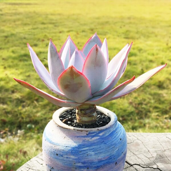 多肉植物广寒宫晚霞龙赞尼三仙大尺寸耐旱植物园艺大棚基地直发