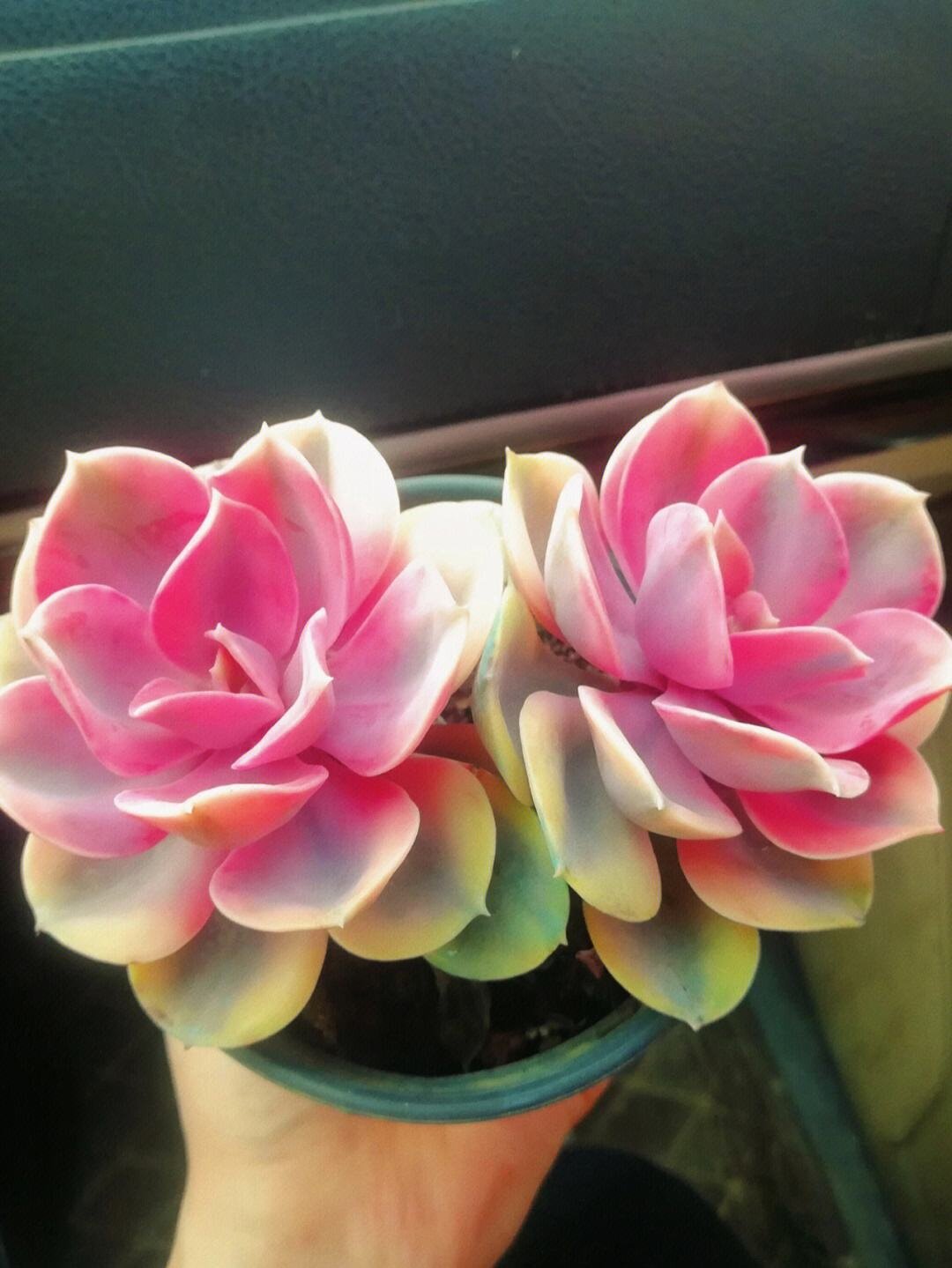 彩虹多肉植物自然锦精品非紫珍珠红色多肉正版韩国进口彩虹