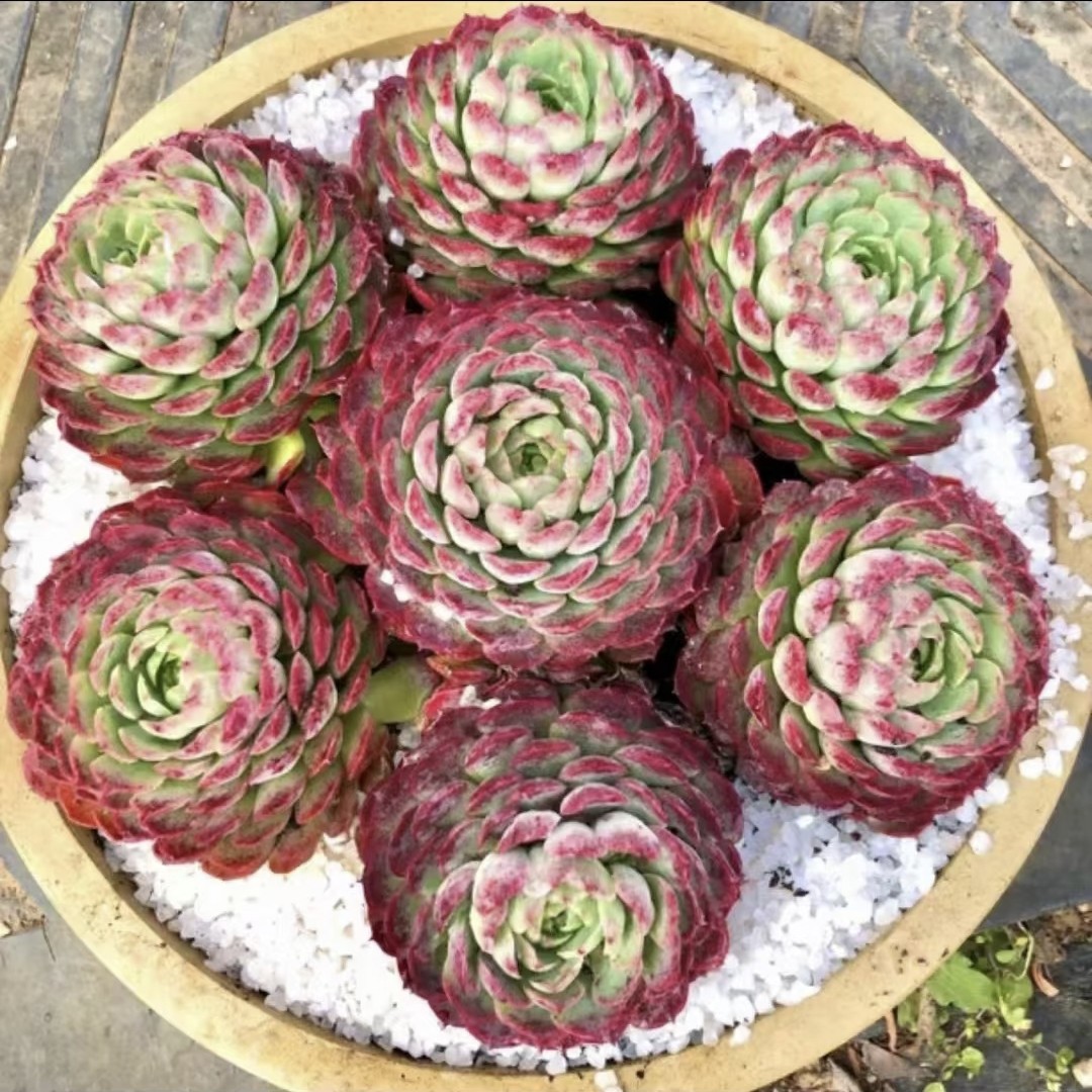 朱砂痣多肉植物稀有贵货花卉盆栽组合室内花绿植盆景莲花多肉老桩