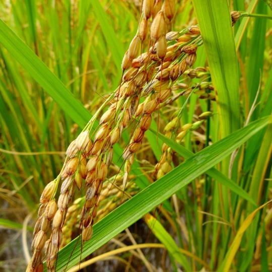 真空包装2025年农家自产糯米