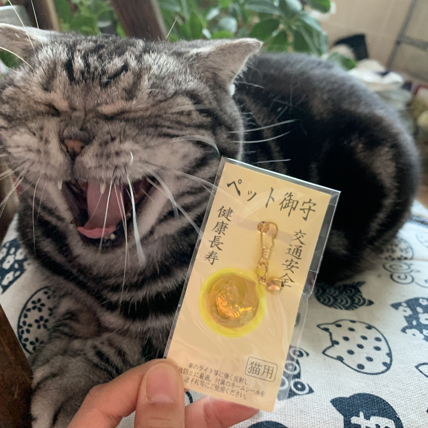 荧光 日本宠物御守 健康长寿交通安全猫咪狗项圈肉球爪项圈挂件 - 实物图