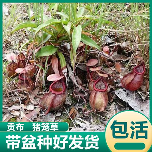 贡布猪笼草捉虫子食虫植物驱虫草喜阴室内绿植喜阴花卉盆栽捕虫草