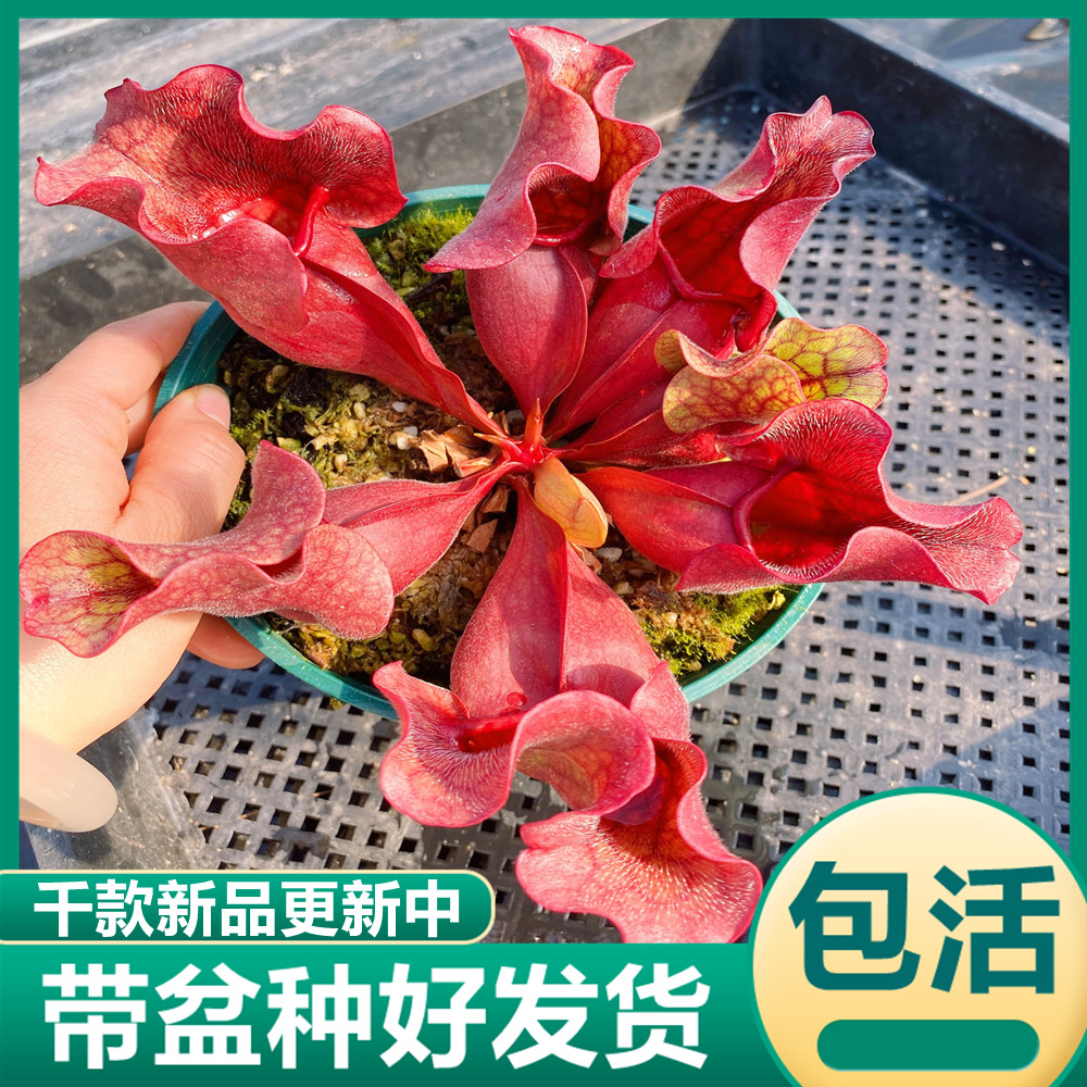 食虫植物捕虫草猪笼草茅膏菜