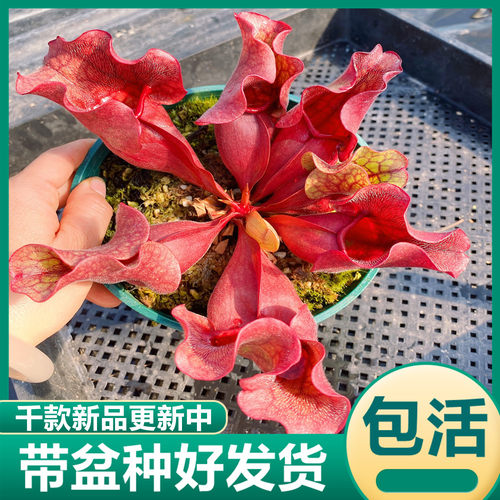 食虫植物捕虫草猪笼草茅膏菜