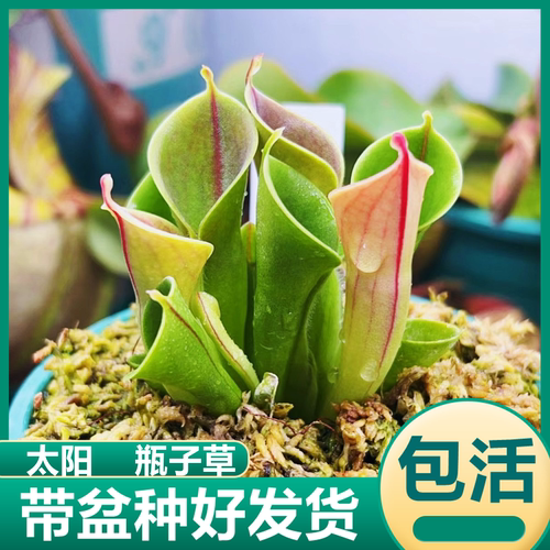 太阳瓶子草喜阴食虫植物趣味食虫草吃虫子绿植盆栽高端捕蝇草包邮