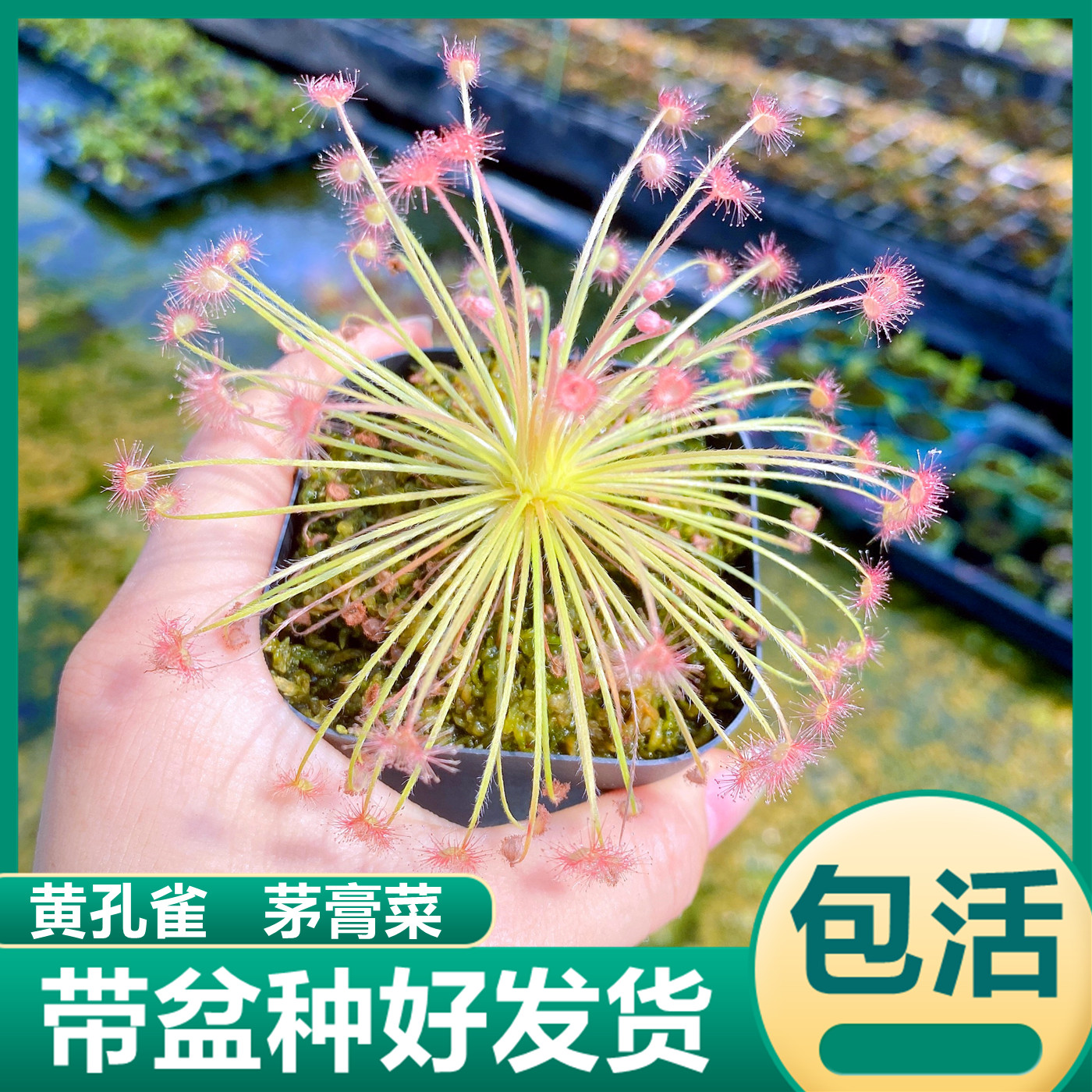 黄孔雀茅膏菜食虫植物捕小黑飞虫食虫草驱虫草驱蚊捕蝇草绿植花卉