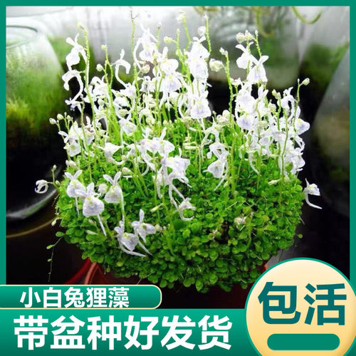 大白兔狸藻食虫植物小型开花绿植捕蝇草喜阴水培食虫草