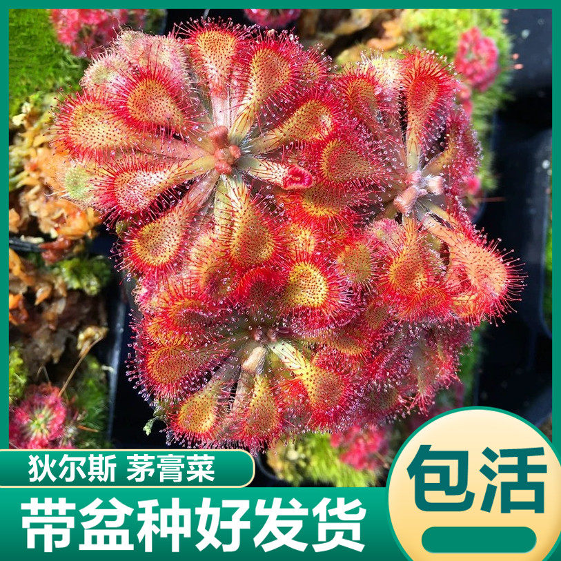 狄尔斯茅膏菜 趣味食虫植物捉小黑飞驱蚊草食虫花食虫草花卉盆栽