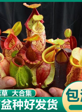 猪笼草大合集海盗盖亚黑精灵红灯虎克食虫植物驱蚊绿植盆栽捕蝇草