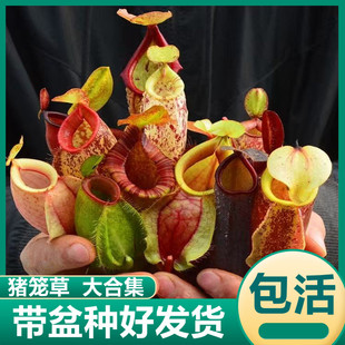 猪笼草大合集海盗盖亚黑精灵红灯虎克食虫植物驱蚊绿植盆栽捕蝇草