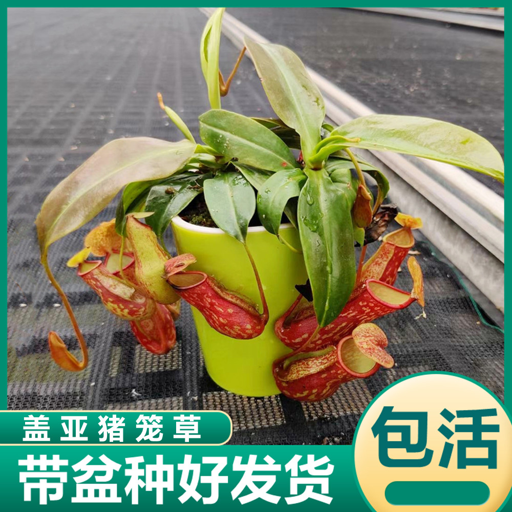 盖亚猪笼草 捕蝇草食虫植物食虫草吃虫子捕虫草驱蚊趣味绿植盆栽