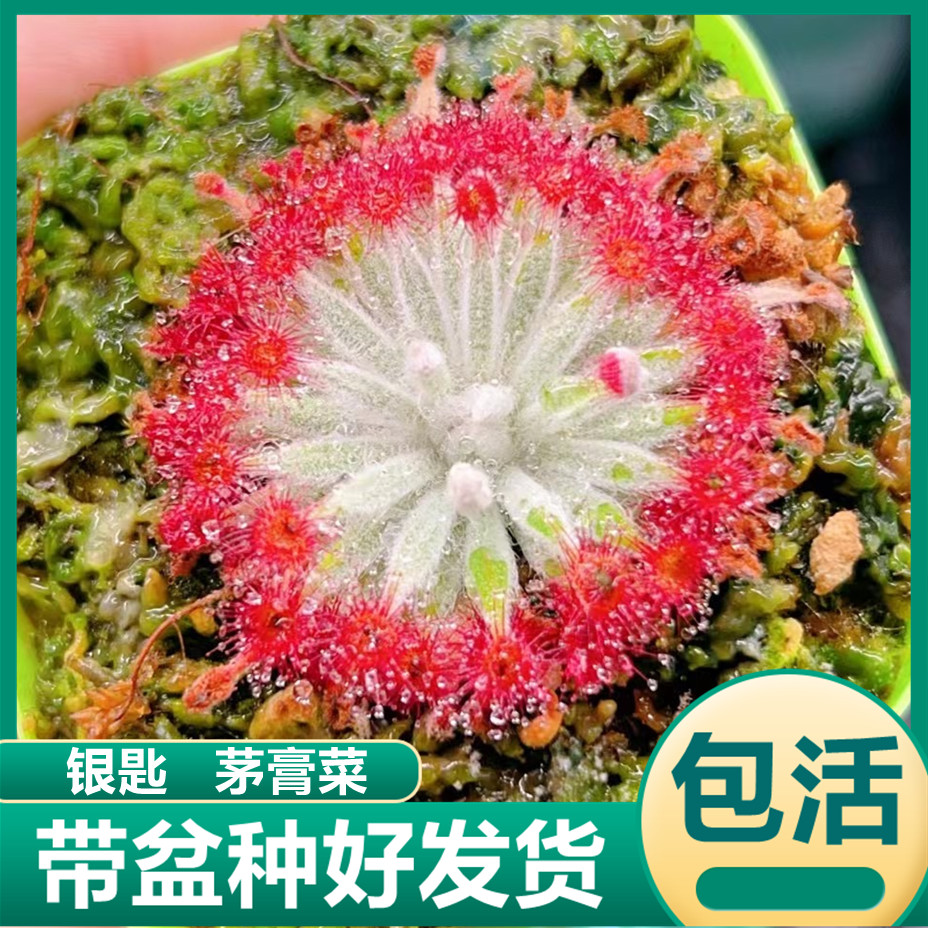 银匙茅膏菜 趣味食虫草捕蝇草驱蚊虫猪笼草花卉绿植盆栽食虫植物