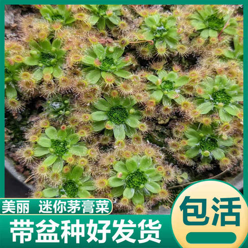 美丽迷你茅膏菜食虫植物粘液捕虫盆栽驱蚊草植物小型捕蝇草食虫草