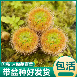 闪亮迷你茅膏菜 小型食虫植物驱蚊草捕蝇草食虫草生态缸造景绿植