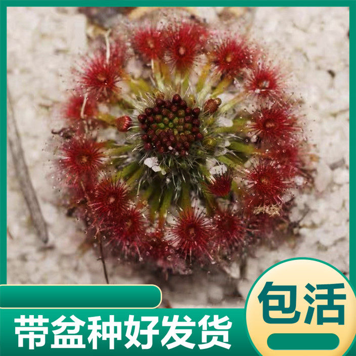 地鳞迷你膏菜小型食虫植物粘液吃虫子盆栽驱蚊植物食虫花捕蝇草,鲜花速递/花卉仿真/绿植园艺,食虫植物,淘宝优惠券,粉丝福利购,淘宝优惠卷