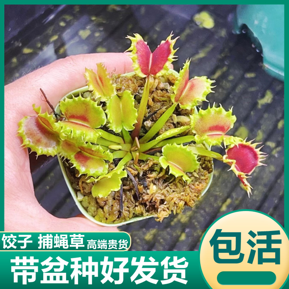 饺子捕蝇草 食虫植物驱蚊草异形夹子捕虫草绿植盆栽高端稀有贵货