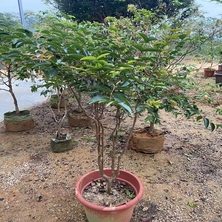 乔尼尔嘉宝果,嘉宝果,大果嘉宝果头径2.5公分左右