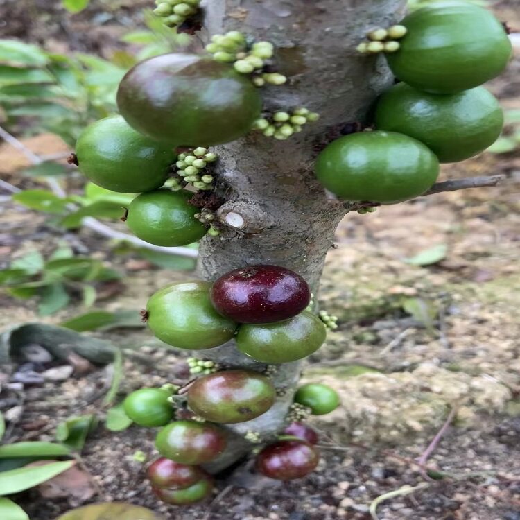 四季嘉宝果,嘉宝果,红妃嘉宝果,红妃树葡萄
