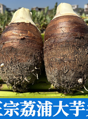 【官方推荐】正宗荔浦香芋