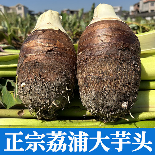 荔浦直发正宗荔浦芋头粉糯香