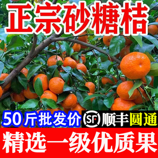 正宗砂糖橘广西荔浦新鲜现摘沙糖桔子送礼盒净重整箱50斤批发顺丰