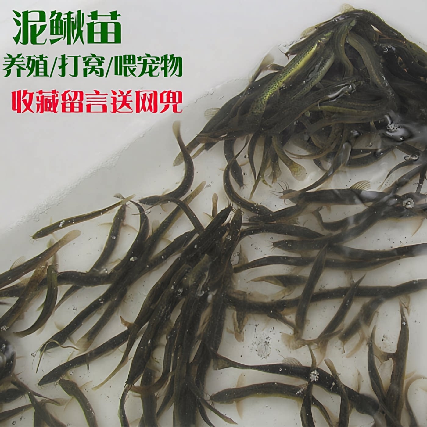 台湾小泥鳅苗钓鱼打窝翘嘴泥养殖鲜活泥鳅批发活体鱼诱饵鳄龟活食