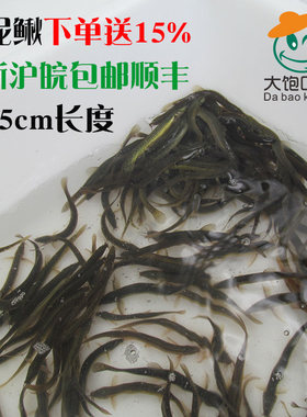 钓小泥鳅苗泥鳅苗活体龙鱼鳄龟