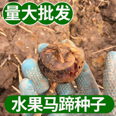 广西桂林荔浦水果马蹄种子桂蹄3