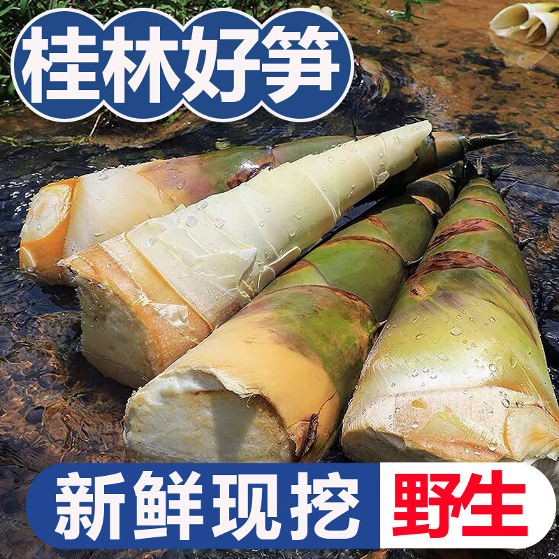 桂林新鲜竹笋现挖带壳广西大头竹笋黄竹笋夏笋野生可腌酸笋嫩笋尖
