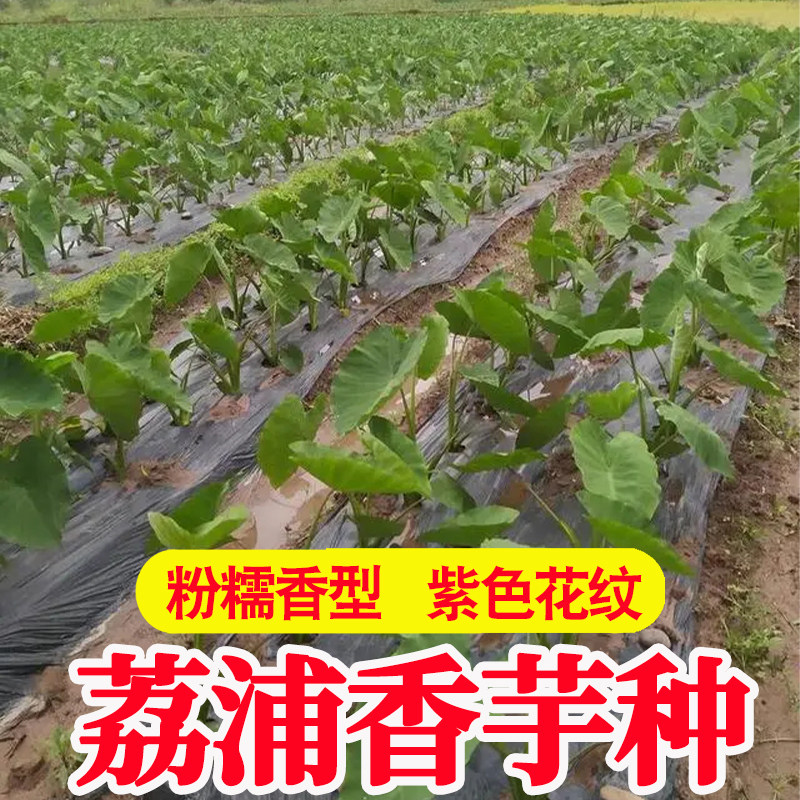 广西正宗荔浦芋头种子种植苗槟榔芋紫藤芋香芋毛芋蔬菜种子育苗,水产肉类/新鲜蔬果/熟食,芋头,淘宝优惠券,粉丝福利购,淘宝优惠卷