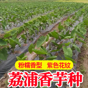 广西正宗荔浦芋头种子种植苗槟榔芋紫藤芋香芋毛芋蔬菜种子育苗