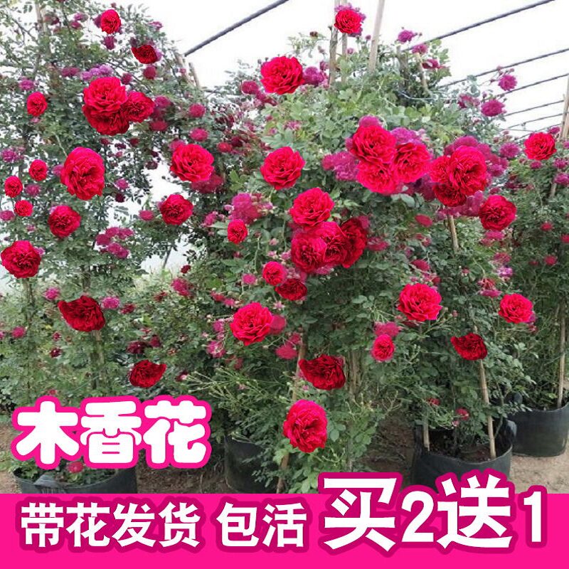 甜蜜红木香带花浓香型四季特大红色重瓣爬藤植物花卉阳台庭院盆栽
