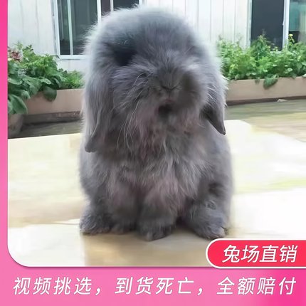 美国长毛垂耳兔黑蓝色眼珠头圆短颈颜色多达19种主要颜色为灰白黄