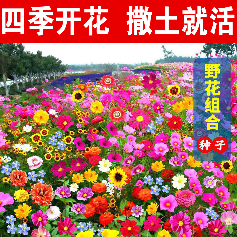 野花组合花种子四季播种开花格桑花花籽太阳花种孑除虫菊花种籽子 鲜花速递/花卉仿真/绿植园艺 家庭园艺种子 原图主图