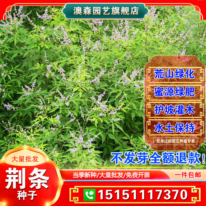 新采荆条种子蜜源植物水土保持