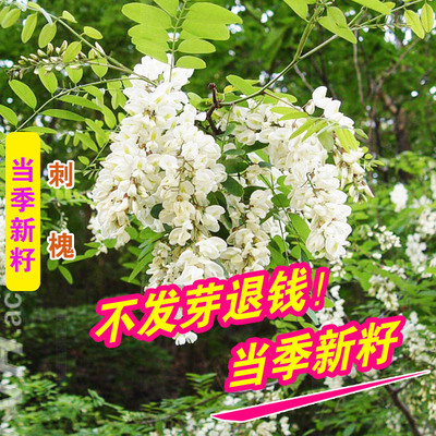 刺槐种子公路护坡水土保持荒地