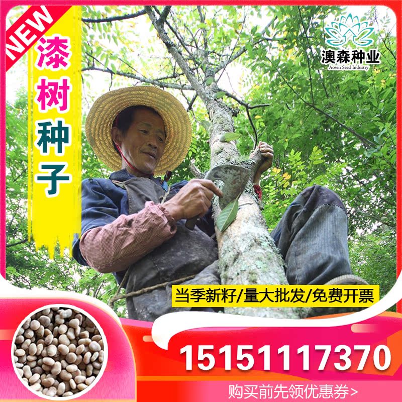 漆树种子 大红袍生漆树 金漆树 大漆树大木漆种子 小木漆种子