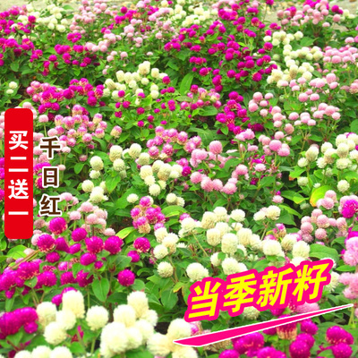 花卉盆栽阳台别墅庭院易活千日红