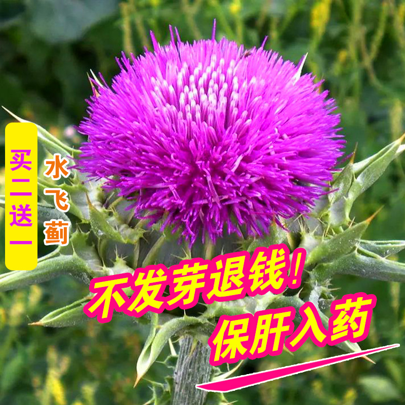 水飞蓟种子奶蓟草种籽老鼠筋水飞雉奶蓟花卉药材中草药庭院观赏花