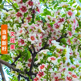 新采文冠果种子 文冠木 文官果 温旦革子文冠果树种子林木树种子