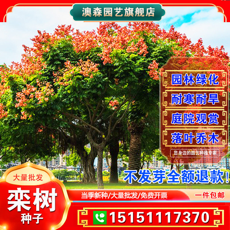 新栾树种子黄山栾树种子南栾种子灯笼树种子北栾绿化北京栾树种籽