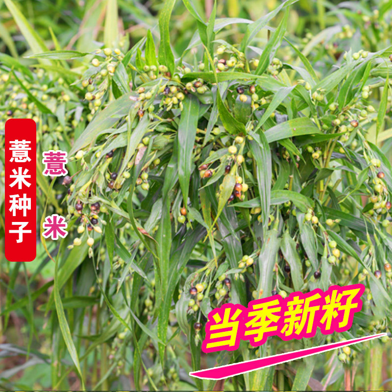 薏米种子四季种植香甜软糯食用薏苡仁可搭配枸杞山药小粒薏米种籽