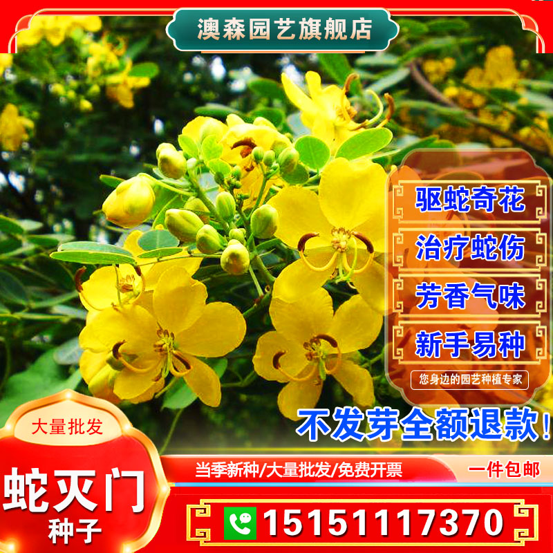 蛇灭门种子望江南野决明籽驱蛇草种孑凤凰草盆栽苗蛇灭门种籽花卉