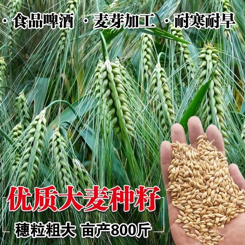 有机优质大麦草榨汁天然种子图片