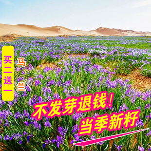 马兰种子马兰花种籽马莲旱蒲剧草马韭花卉耐旱耐盐碱耐水涝多年生