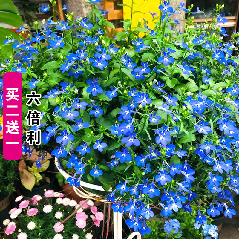 六倍利种子蓝花亚麻子阳台盆栽蓝色阳台吊兰花籽垂吊半边莲翠蝶花