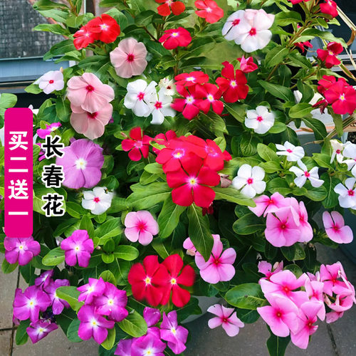 四季播种长春花种子五瓣梅花种籽